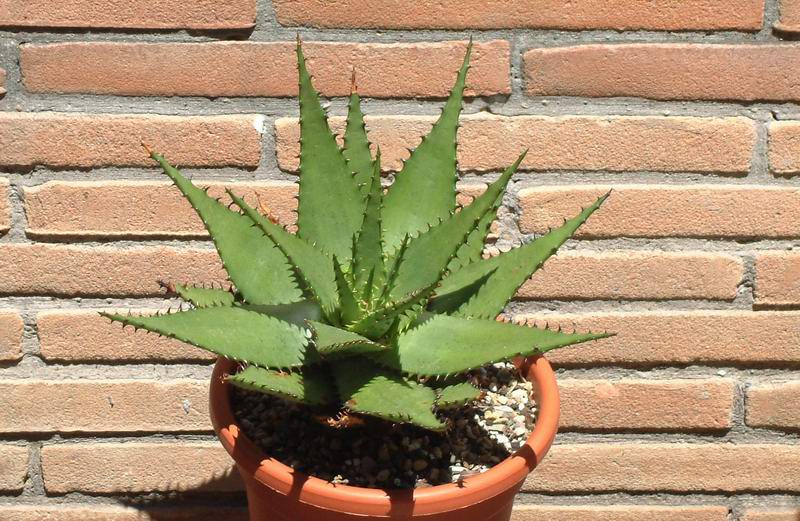 aloe humilis v. globosa