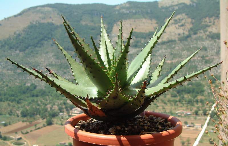 Aloe humilis v. globosa 