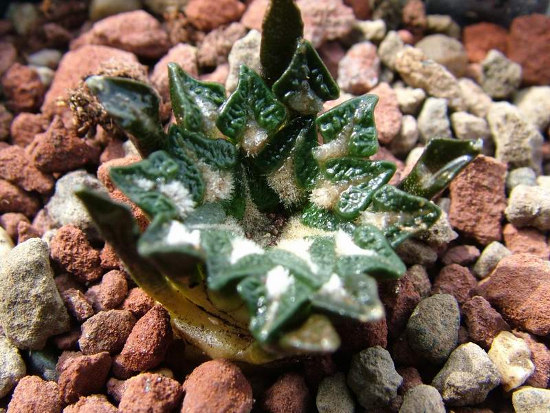 Ariocarpus kotschoubeyanus 