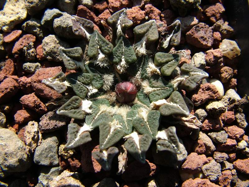 Ariocarpus kotschoubeyanus 