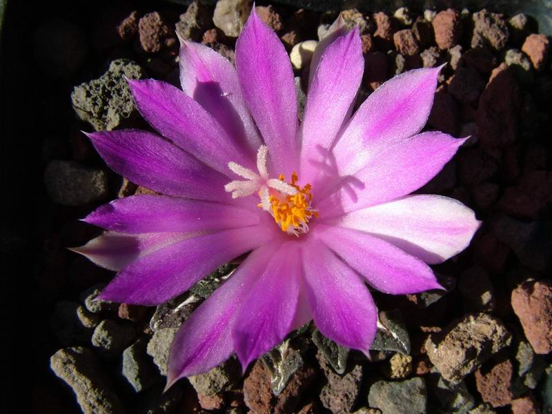 Ariocarpus kotschoubeyanus 