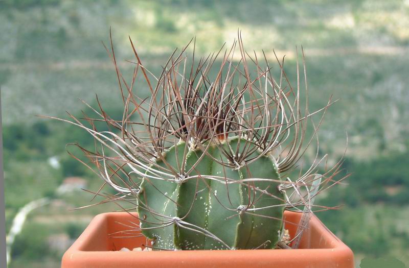 Astrophytum capricorne v. senile 