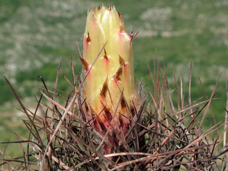 Astrophytum capricorne v. senile 