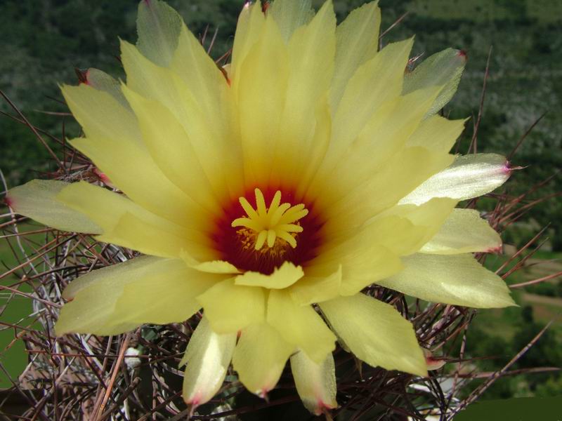 Astrophytum capricorne v. senile 