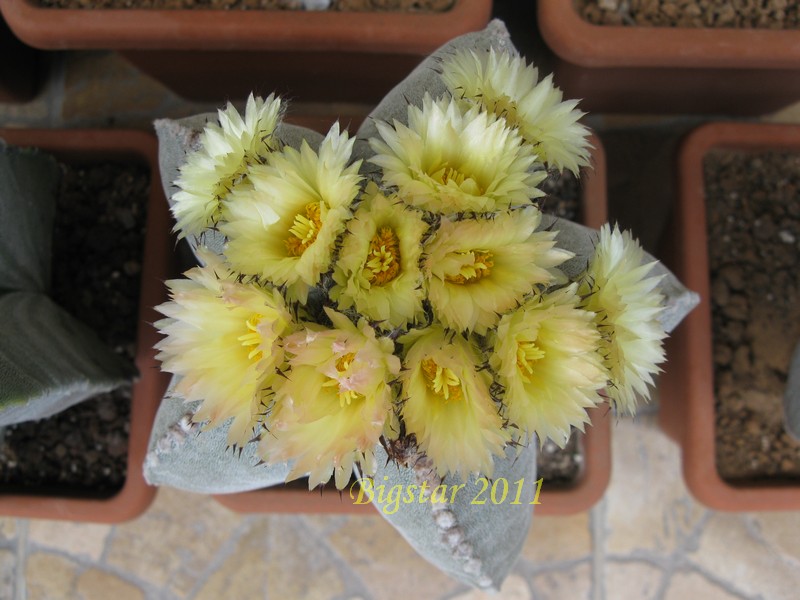 Astrophytum myriostigma 