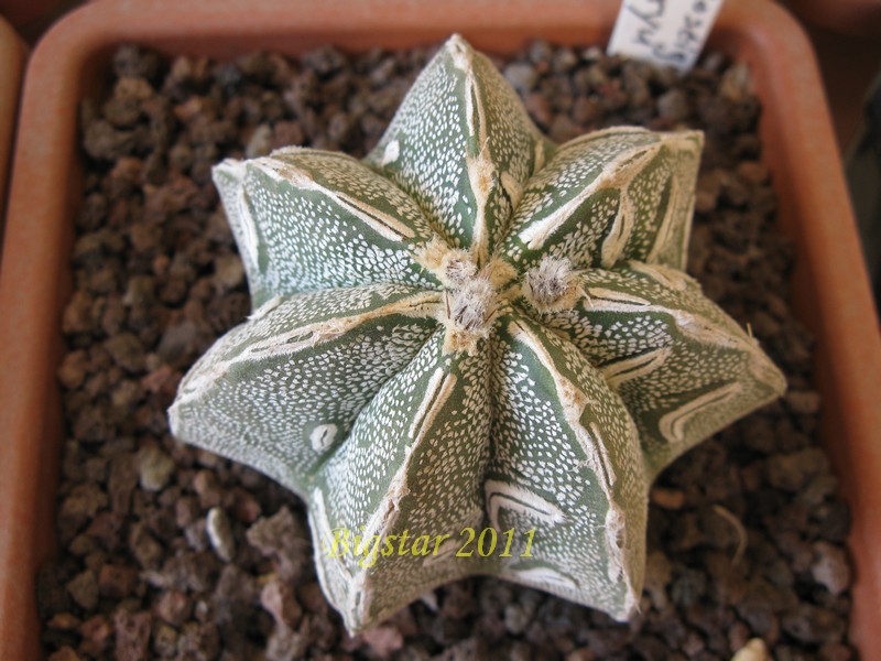 astrophytum myriostigma cv. haku-jo hanya fukuryu