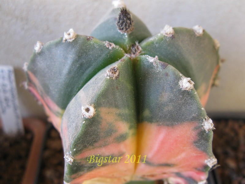 Astrophytum myriostigma 