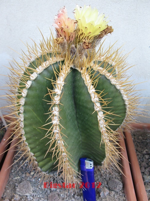 Astrophytum ornatum f. nudum 