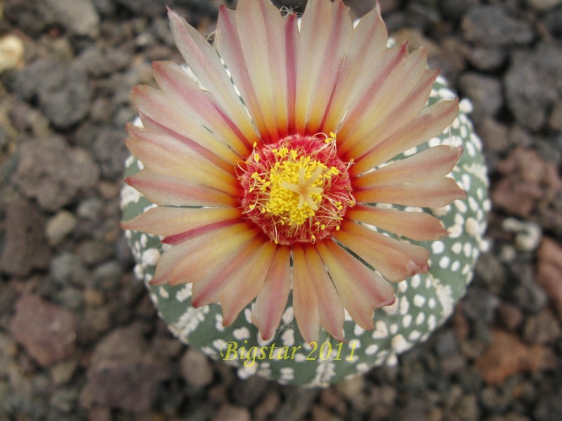 Astrophytum asterias cv. super kabuto 