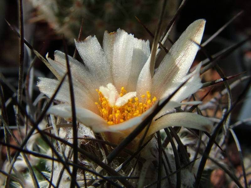 Turbinicarpus dickisoniae Z 23