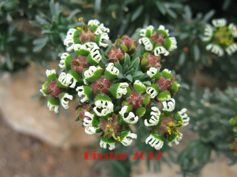 Euphorbia caput-medusae 