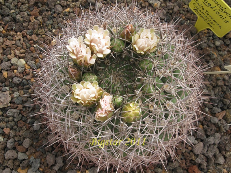 Gymnocalycium saglionis 