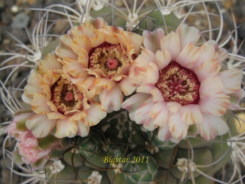 Gymnocalycium pflanzii v. albipulpa 