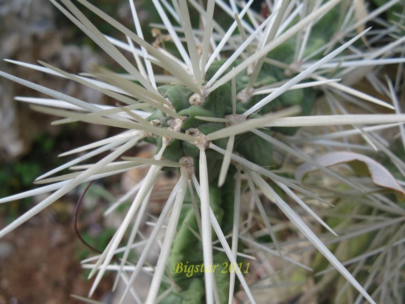 Opuntia tunicata 