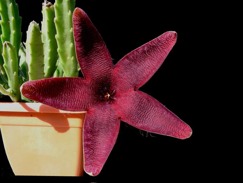 Stapelia  