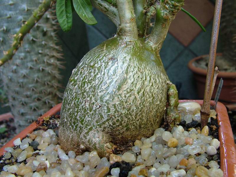 Pachypodium succulentum 