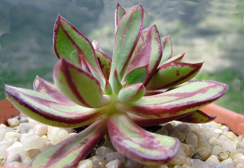 Echeveria nodulosa 