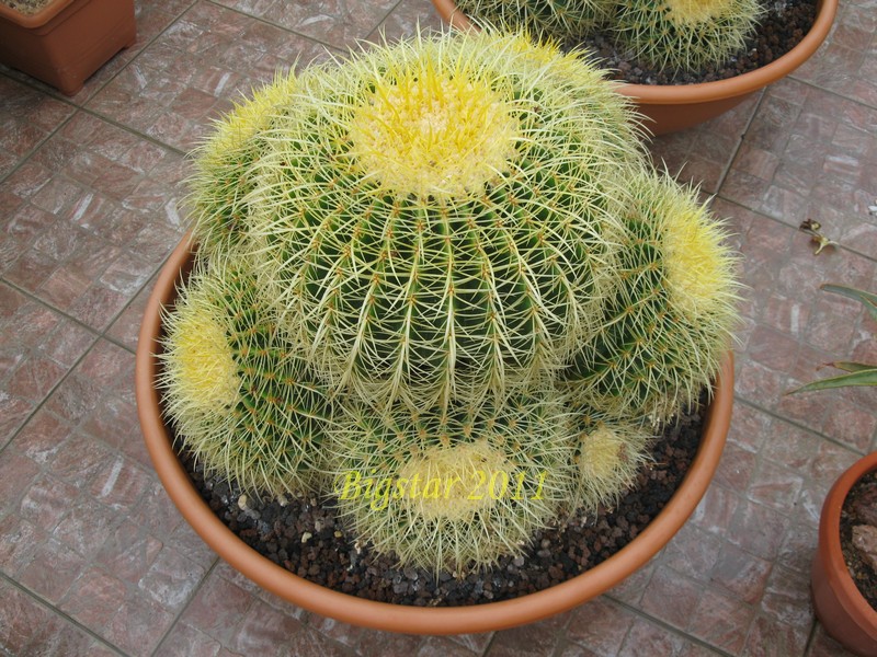 Echinocactus grusonii 