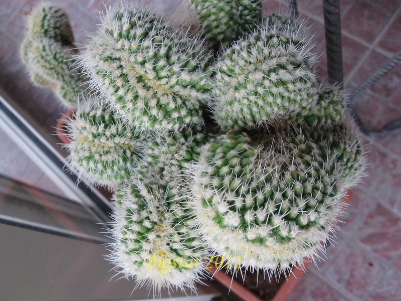 echinocactus grusonii f. minima cristatus