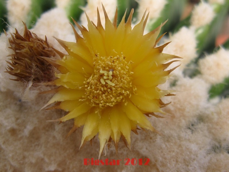 Echinocactus grusonii v. inermis 