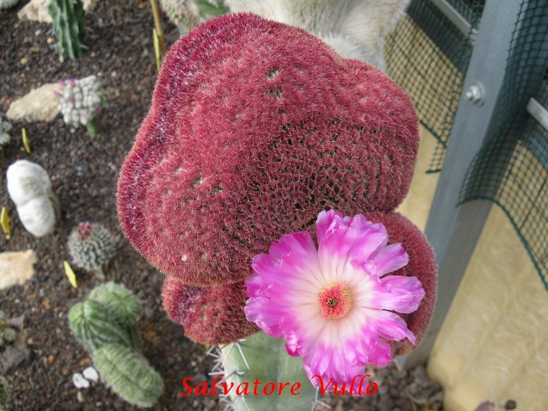 Echinocereus pectinatus v. rubispinus f. cristatus 