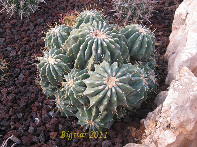 Ferocactus glaucescens v. inermis 