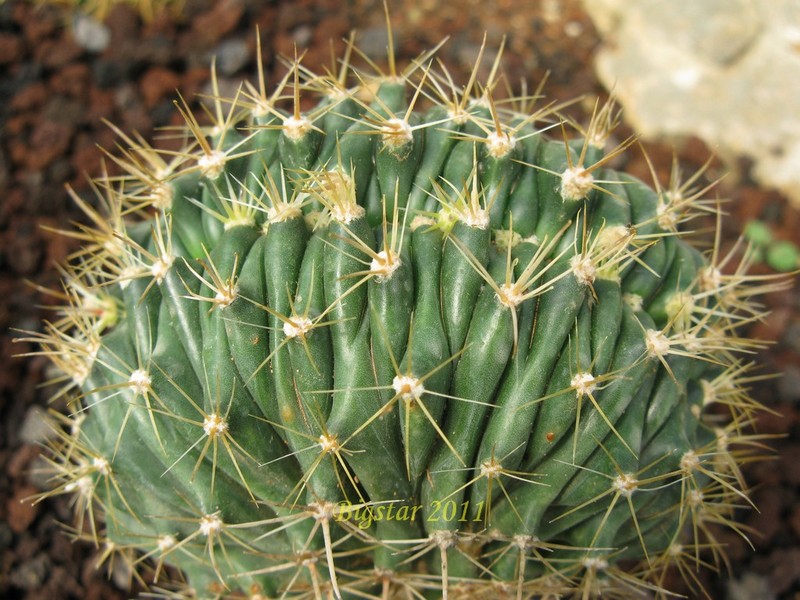 Ferocactus histrix f. cristatus 