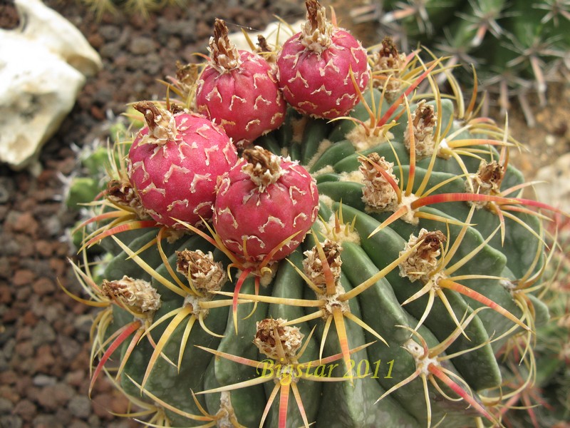 Ferocactus macrodiscus v. septentrionalis 