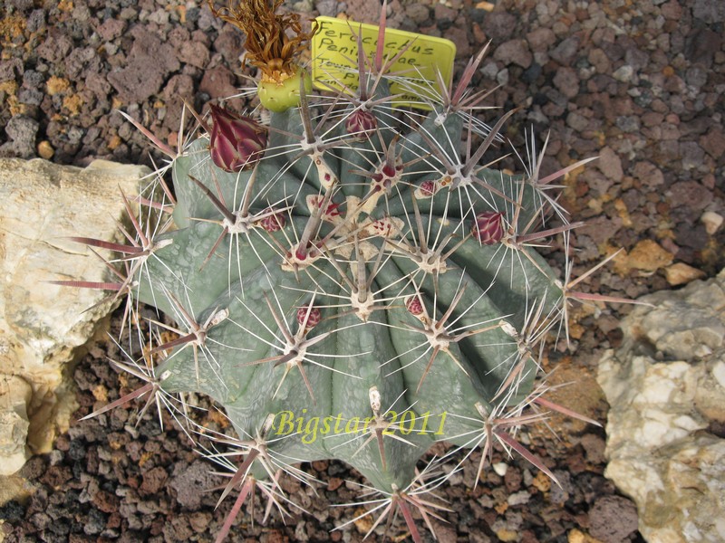 Ferocactus peninsulae ssp. townsendianus PP 151