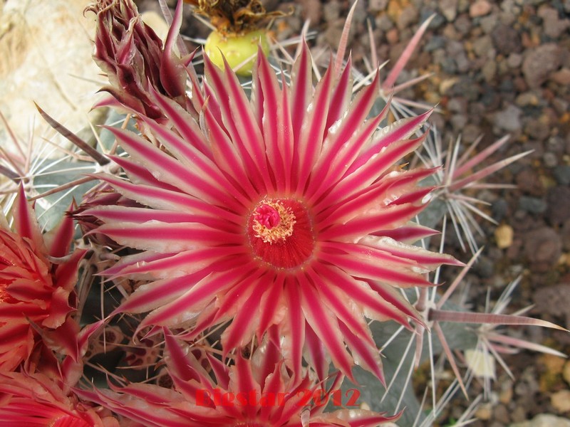 Ferocactus peninsulae ssp. townsendianus PP 151