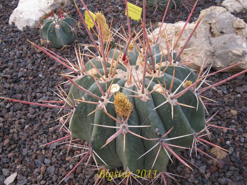 Ferocactus rectispinus 