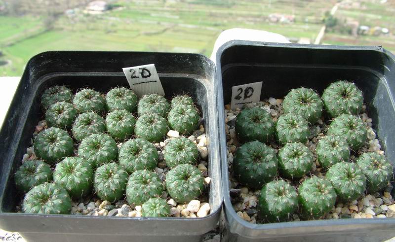 Frailea pygmaea 