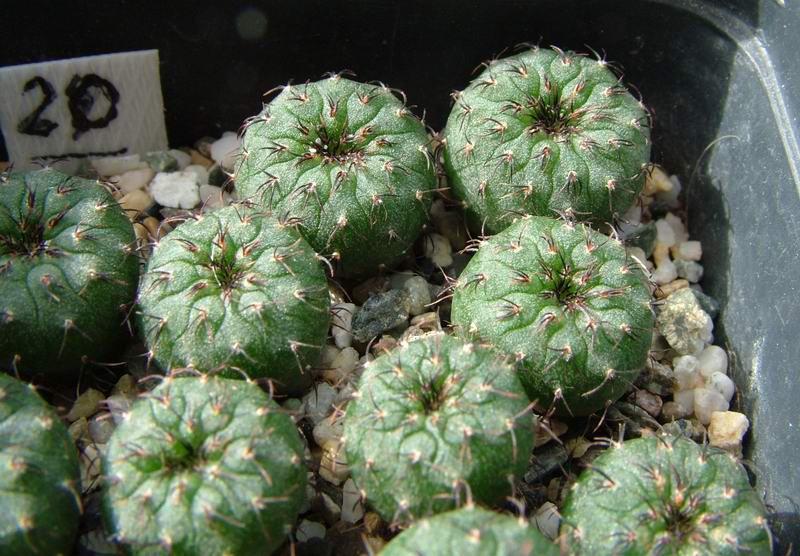 Frailea pygmaea 