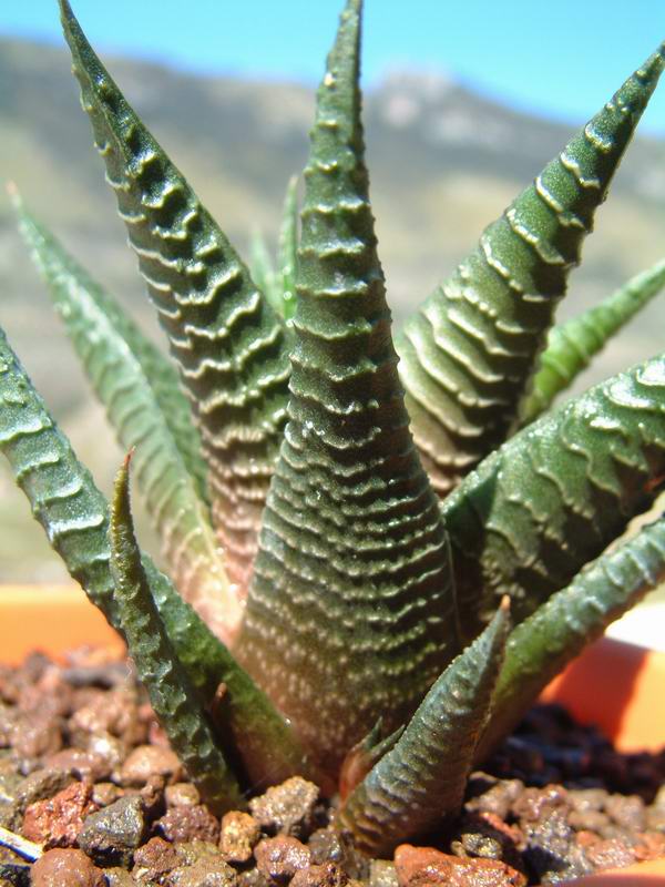 Haworthia fasciata 