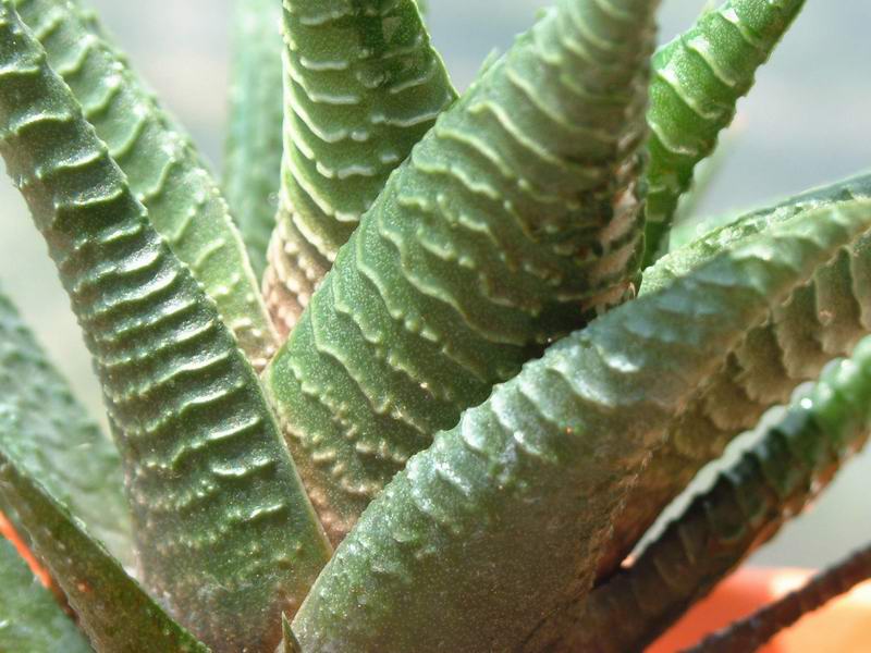 Haworthia fasciata 