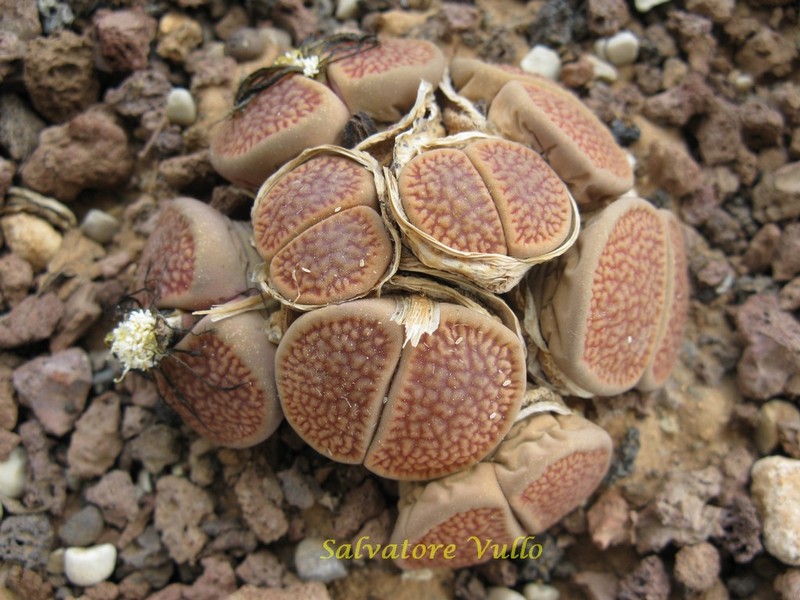 lithops hookeri v. marginata