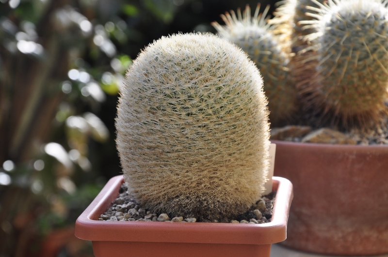 Mammillaria candida v. estanzuelensis ROG 692