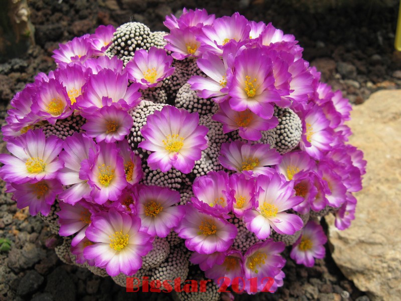 Mammillaria luethyi 