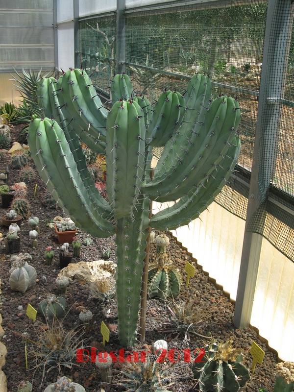 Myrtillocactus geometrizans 