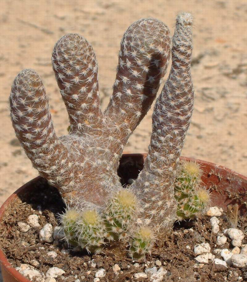 Opuntia clavarioides 