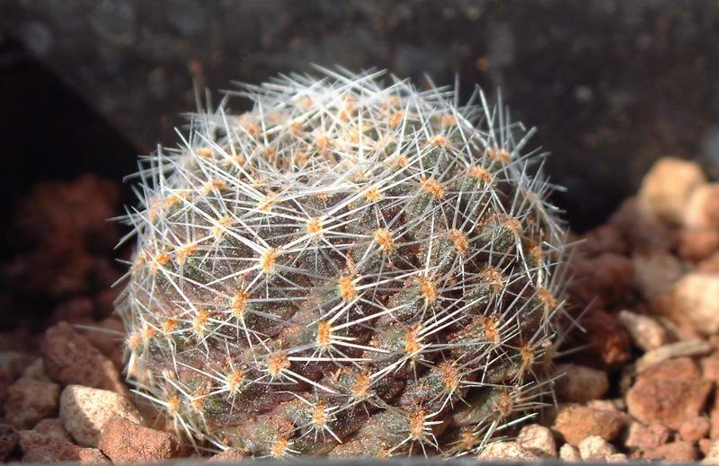 Rebutia haagei 