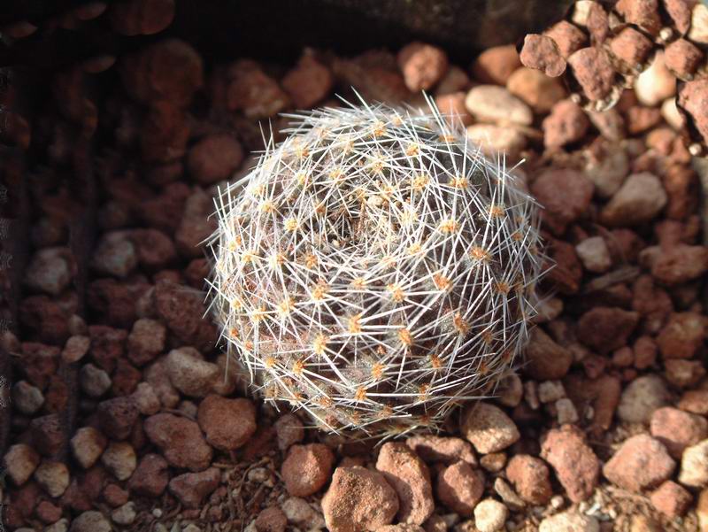 Rebutia haagei 