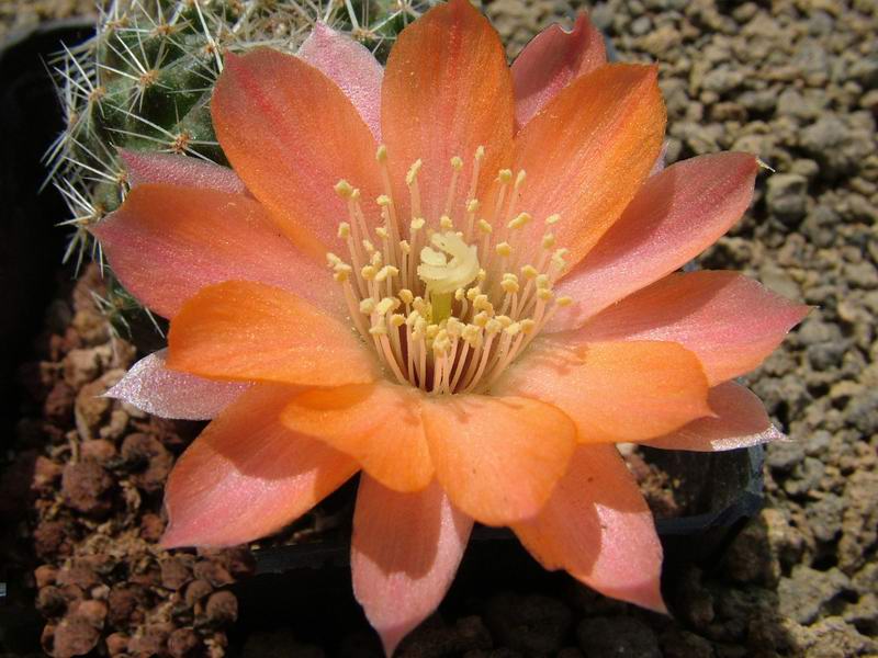 Rebutia haagei 