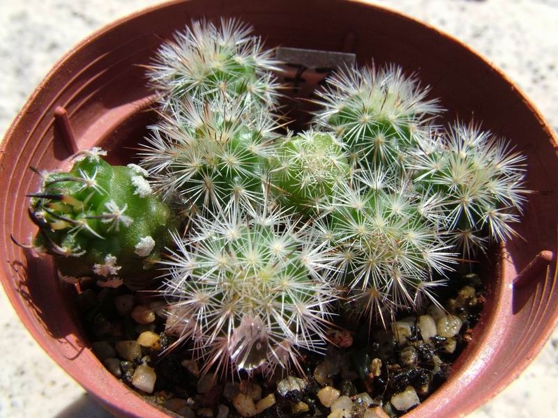 Turbinicarpus viereckii 