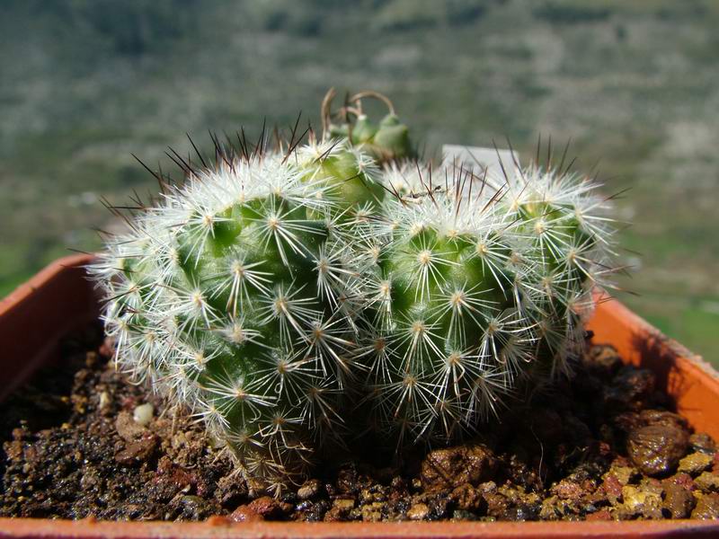 Turbinicarpus viereckii 