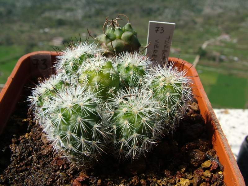 Turbinicarpus viereckii 