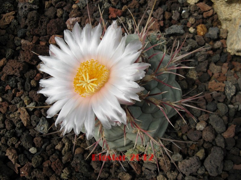 Thelocactus hexaedrophorus v. fossulatus 