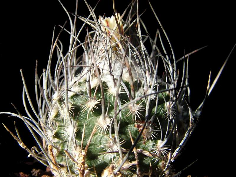 Turbinicarpus dickisoniae Z 23