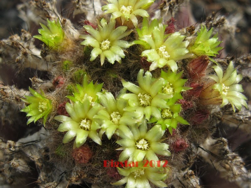 Uebelmannia pectinifera v. horrida 
