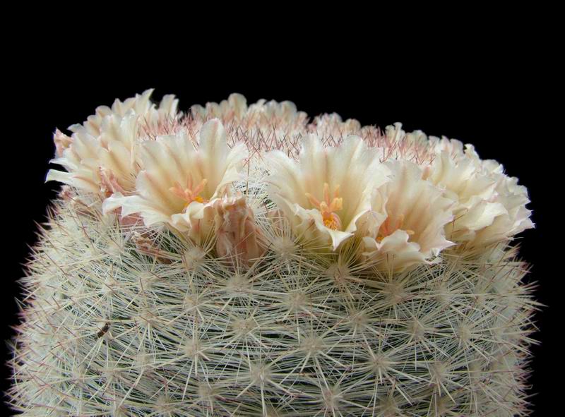 Mammillaria candida 